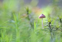 Helemaal alleen in het bos