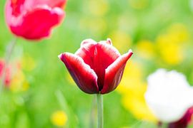 Rode tulp by Ineke Timmermans