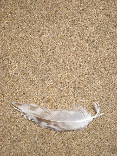 Feather by Sylvia Schmidt