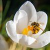 Abeille avec du pollen sur Miranda Vleerlaag