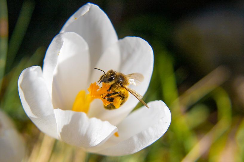 Bij met stuifmeel van Miranda Vleerlaag