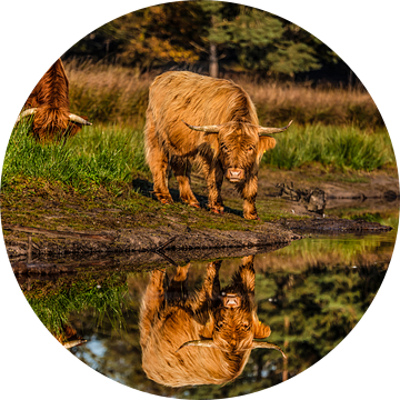 Schotse Hooglanders van Bas Fransen