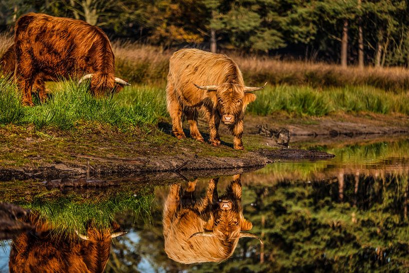 Schottische Highlander von Bas Fransen