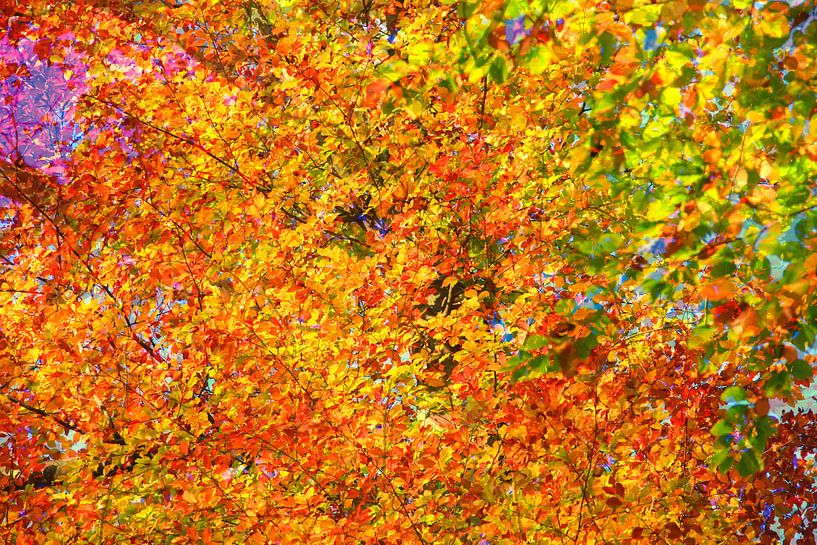 Goldener Oktober von Thomas Jäger