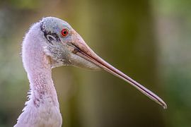 Elegant Beauty: Close-up of a Pink Spoonbill by Triki Photography