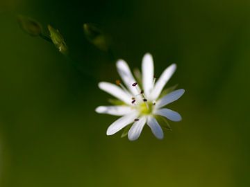 Hier kommt die Sonne von QEIMOY