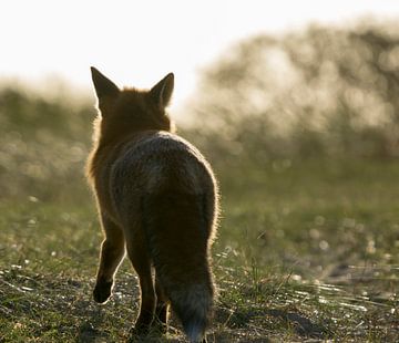 The fox takes to the meadow world by Bianca Fortuin