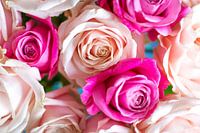 Détail des roses roses