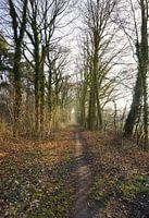Chemin forestier vers.