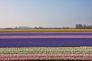 Buld Fields in Bloom by Charlene van Koesveld