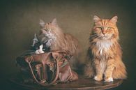 Cat in the bag by mirka koot thumbnail