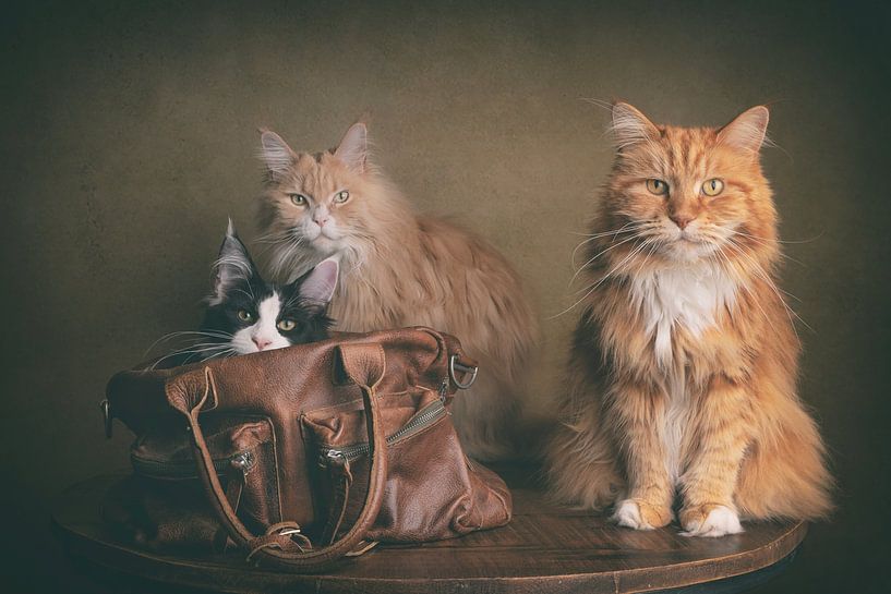 Cat in the bag by mirka koot