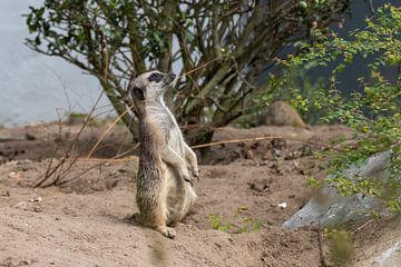 Le suricate à l'affût sur Anjella Buckens