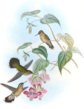 Geplitste Adelomyia, John Gould van Hummingbirds