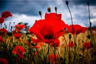 Mohnblumen auf dem Feld von Studio  Milaan Miniaturansicht