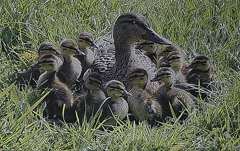 Mother duck with young ducklings around her. by Jose Lok