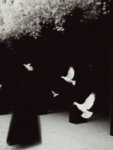 Pigeons noirs et blancs