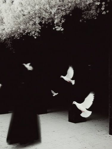 Black and white pigeons