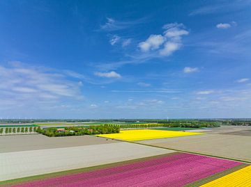 Tulpen in het voorjaar in  landbouwvelden van boven gezien van Sjoerd van der Wal