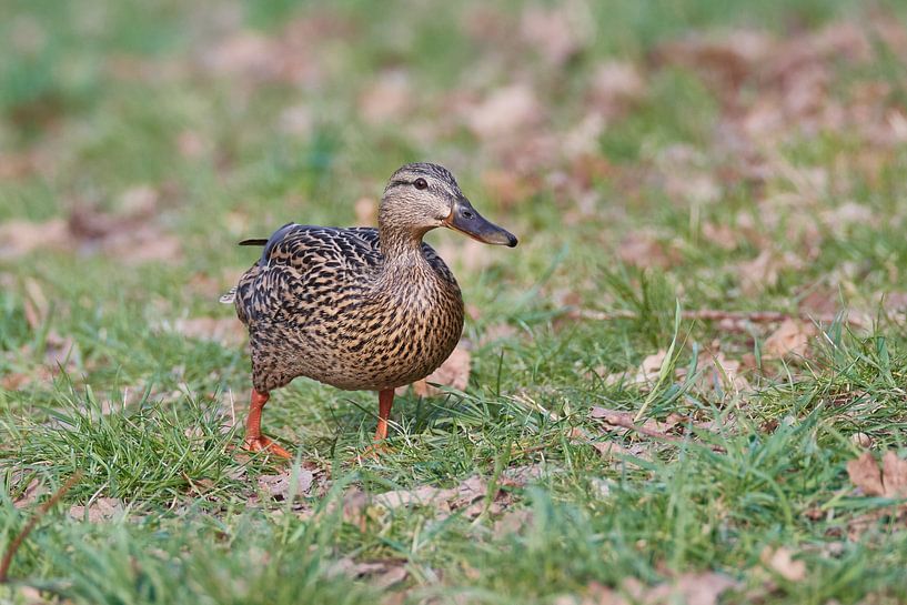 Mallard by Karin Jähne
