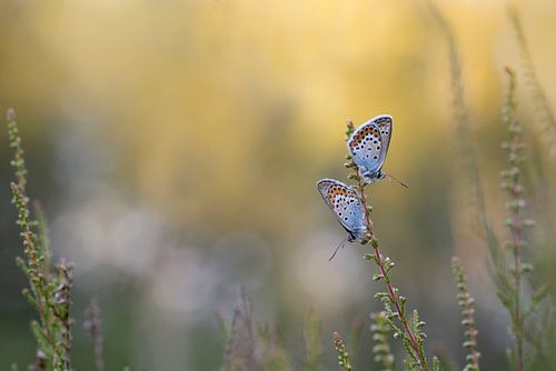 Twee heideblauwtjes