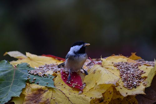 Een chickadee bij de tuinvoederbak