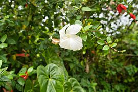 Ein weißer Hibiskus in voller Blüte von Frank's Awesome Travels
