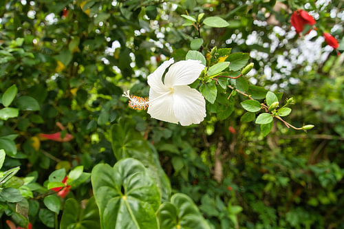 Een witte hibiscus in volle bloei