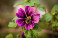 The flowers and friends...