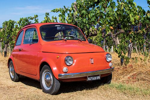 Fiat 500 in wijngaard (7)