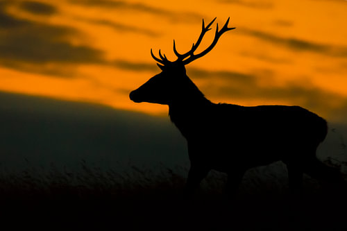 Silhouet van een edelhert bij zonsondergang