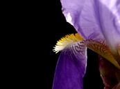 Iris von erik boer Miniaturansicht