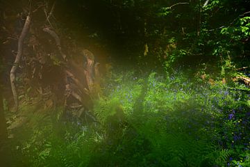 FLOWER MEADOW 7 by Miroslav Ptacek