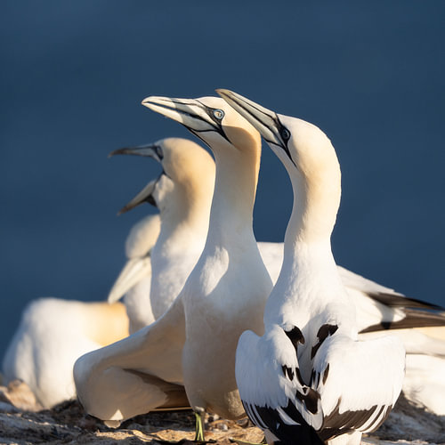 Northern Gannets Colony Display