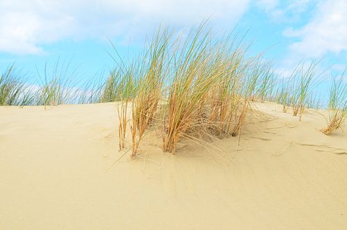 Herbe à casque dans les dunes de sable