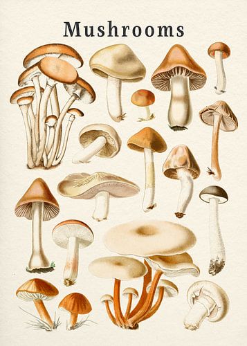 Sammlung Pilze von Gal Design