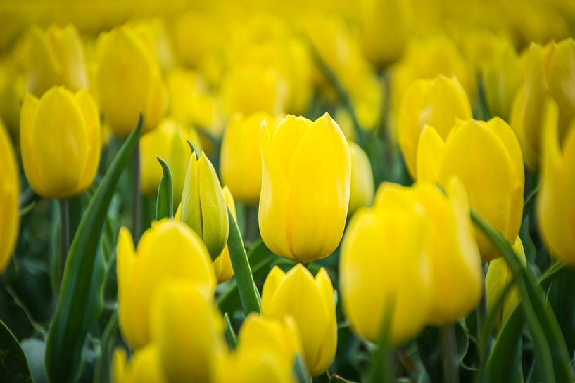 Tulipe jaune en gros plan, champ de tulipes par Patrick Verhoef