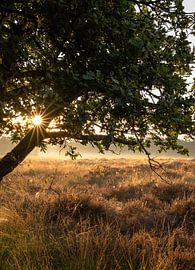 Wolfhezerheide Teil 55 von Tania Perneel