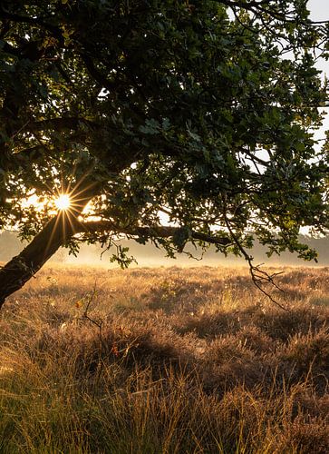 Wolfhezerheide part 55