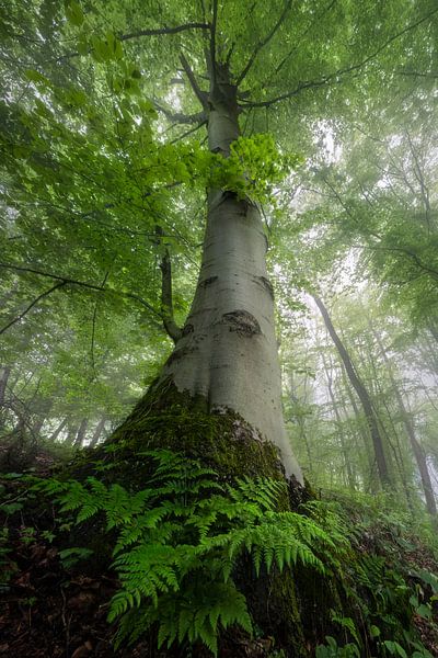 Von Grund auf - Baum von Jeroen Lagerwerf