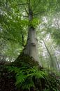 Von Grund auf - Baum von Jeroen Lagerwerf Miniaturansicht