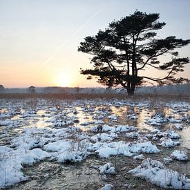 fliegende Kiefer im Winter mit Spiegelung der untergehenden Sonne auf gefrorenem Moor und Schneeflecken von anton havelaar