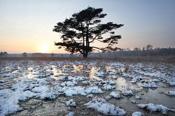 fliegende Kiefer im Winter mit Spiegelung der untergehenden Sonne auf gefrorenem Moor und Schneeflecken von anton havelaar