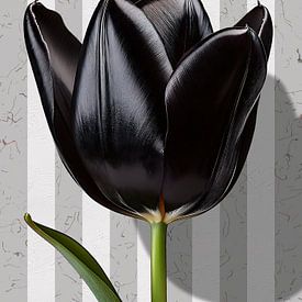 Tulip première partie - 2026 sur Andreas Wemmje