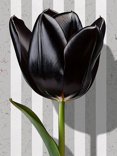 Tulip part one - 2026