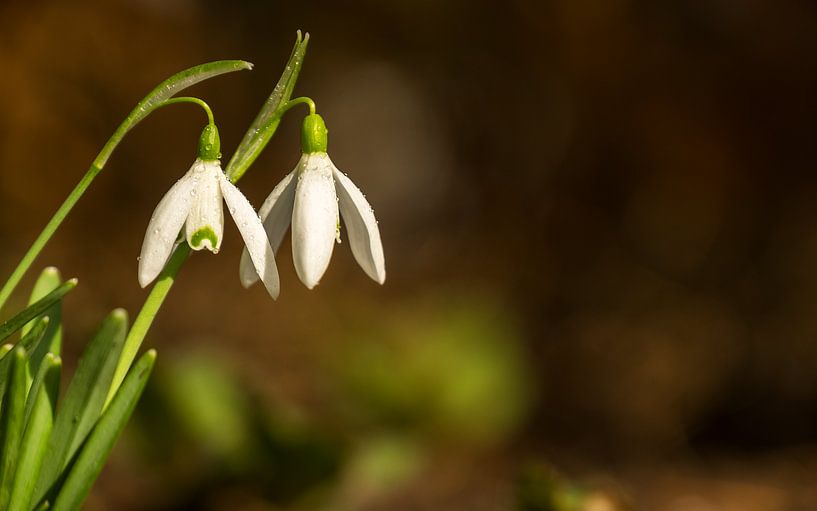 Snowdrops with dewdrops by André Dijkshoorn