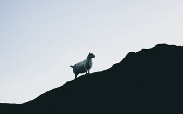 Les moutons des Highlands écossais. Panorama de silhouettes sur Jakob Baranowski - Photography - Video - Photoshop