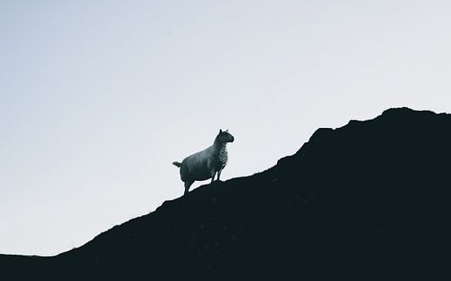 De schapen van de Schotse Hooglanden. Silhouetten Panorama