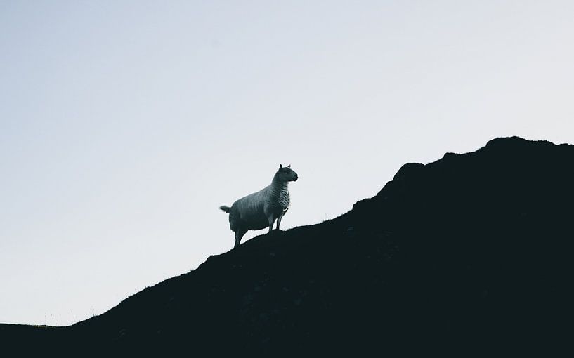 Les moutons des Highlands écossais. Panorama de silhouettes par Jakob Baranowski - Photography - Video - Photoshop
