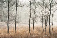 Cold morning by Ellis Pellegrom thumbnail